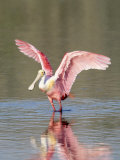 Roseate Spoonbill, Ding Darling Nwr, FL Photographic Print by Stan Osolinski