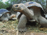 Galapagos Giant Tortoises, Ecuador Photographic Print by Jeff Greenberg