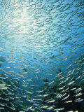 School of Reef Silverside Fish Photographic Print by Stuart Westmorland