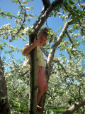 Girl in Tree in Apple Orchard, Glastonbury, CT Photographic Print by Kindra Clineff