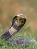Cobra in Strike Position Lámina fotográfica por Don Grall Cobra in Strike Position Lámina fotográfica por Don Grall