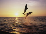 Bottlenose Dolphins in Mid-Air Photographic Print by Stuart Westmoreland Bottlenose Dolphins in Mid-Air Photographic Print by Stuart Westmoreland