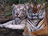 White Bengal Tigers Fotografie-Druck von Lynn M. Stone