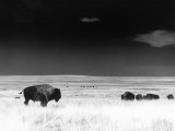 John Glembin - Buffalo Grazing, Buffalo Gap Nat Grassland, SD - Fotografik Baskı
