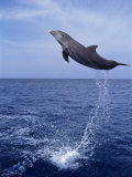 Bottlenose Dolphin Jumping Photographic Print by Stuart Westmorland