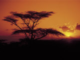 Acacia Tree at Sunset, Kenya Arte por Timothy O'Keefe Acacia Tree at Sunset, Kenya Arte por Timothy O'Keefe