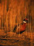Ringneck Pheasant Photographic Print by D. Robert Franz