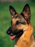 German Shepherd Photographic Print by Francie Manning German Shepherd Photographic Print by Francie Manning