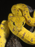 Green Tree Python Curled Around Tree Stump Photographic Print by Megan Meagher