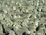 Herd of Sheep Photographic Print by Mitch Diamond