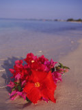Hibiscus and Bouganvilla on Beach, Cayman Islands Fotografie-Druck von Anne Flinn Powell