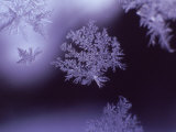 Snowflakes on Window Photographie par Lauree Feldman