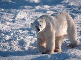 Polar Bear, Manitoba, Canada Photographic Print by D. Robert Franz