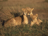 Lioness and Cub, Masai Mara Reserve, Kenya Fotografisk trykk av Michele Burgess