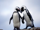 Jackass Penguins, South Africa Photographic Print by Don Romero