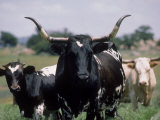 Texas Longhorn Cattle on Wildlife Refuge, OK Photographic Print by Allen Russell