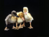 Three Baby Ducks Standing Photographic Print by Martin Folb