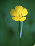 Buttercup Photographic Print by Tony Ruta