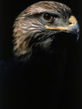 Profile of Hawk Photographic Print by Don Grall