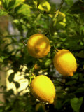 Lemon Tree, Phoenix, Arizona Photographic Print by James Lemass