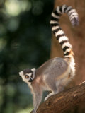 Ring-Tailed Lemur, Lemur Catte Photographic Print by D. Robert Franz