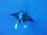 Un plongeur accroché à une raie manta géante, Mexique Photographie par Jeffrey Rotman