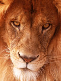 Close-up of Lion's Face Reprodukcja zdjęcia autor Tim Lynch Close-up of Lion's Face Reprodukcja zdjęcia autor Tim Lynch