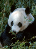 Giant Panda, Ailuropoda Melanoleuca Photographic Print by Robert Franz
