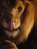 Lion Licking His Chops Photographic Print by Don Grall
