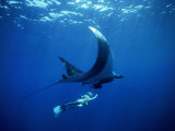 Diver Swims with Giant Manta Ray, Mexico Fotografisk tryk af Jeff Rotman