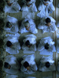 Monks Praying, Cao Dai Temple, Tay Ninh, Vietnam Reprodukcja zdjęcia autor Shmuel Thaler