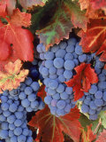 Zinfandel Grapes on Vine with Gold Fall Foliage, CA Fotografie-Druck von Inga Spence