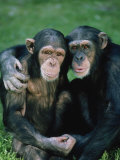Portrait of a Pair of Chimpanzee 写真プリント - リチャード・スタックス