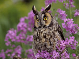 Long Eared Owl Photographic Print by Russell Burden
