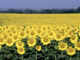 Sunflower Field, KS Lámina fotográfica por Inga Spence Sunflower Field, KS Lámina fotográfica por Inga Spence