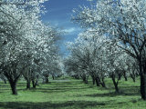 Bosquet d'amandiers en fleur Photographie par Mick Roessler