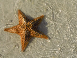 Etoile de mer sur la plage Photographie par Alan Veldenzer