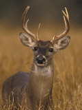 Whitetail Buck in High Grass Photographie par Robert Franz