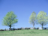 Spring maple trees near fence, VA, 1 of 4 Stampa fotografica di Everett Johnson