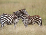 Burchell's Zebras, Serengeti, Tanzania Fotografie-Druck von Elizabeth DeLaney