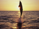Dolphin Jumping from Water Photographic Print by Stuart Westmorland