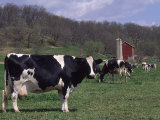 Holstein Cows on Farm, Belleville, Wisconsin Photographic Print by Lynn M. Stone