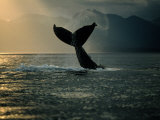 Humpback Whale Tail at Sunset Fotografie-Druck von Stuart Westmoreland