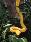 Eyelash Viper Snake, Costa Rica Fotografie-Druck von Lynn M. Stone