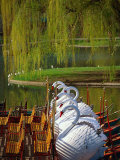 Swan Boats, the Public Garden, Boston, MA Photographic Print by Kindra Clineff