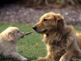 Golden Retriever Dog and Puppy Photographic Print by William Meyer