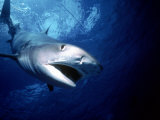 Aggressive Tiger Shark, Australia Photographie par Jeff Rotman
