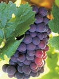 Close-up of Grapes in Vineyard Photographic Print by Donald Higgs