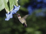 Male Ruby Throat Hummingbird, Archilochus Colubris Photographic Print by Ken Wardius