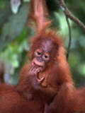 Baby Sumatran Orangutan, Indonesia Photographic Print by Robert Franz